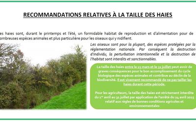 taille haies